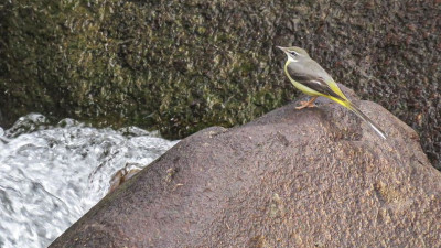 Winter is coming…Grey Wagtail, a winter visitor, by a stream along 15th hole at Katathong Golf Resort &amp; Spa Phang Nga.