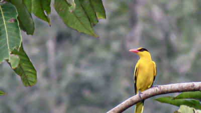 Black-naped Oriole นกขมิ้นท้ายทอยดำ