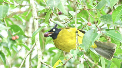 Black-crested Bulbul, one of common residents at Katathong Golf Resort &amp; Spa Phang Nga