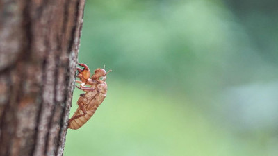 A Cicada slough at 4th Hole, an environmental friendly at Katathong Golf Resort &amp; Spa, Phang Nga