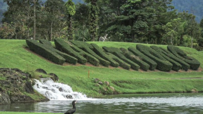 Little Cormorant, a common resident at 6th hole tee-off. Come and enjoy a golf game and natural beauties