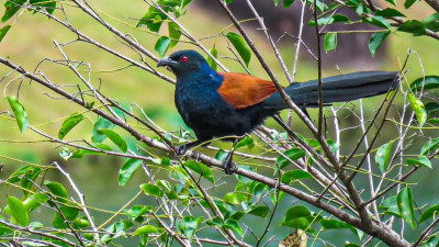 Greater Coucal(นกกระปูด) at 9th Hole.