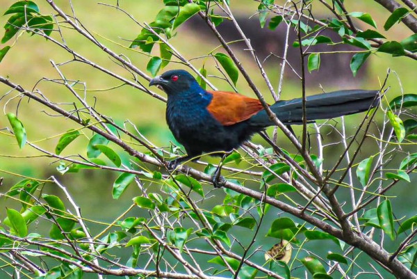 Katathong Golf Resort amp Spa bird and nature