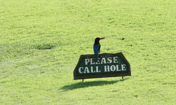 Red Mountain Golf Club Phuket Thailand bird nature and PLEASE CALL HOLE