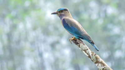 Indian Roller at 7th Hole , another specie of birds living in Katathong Golf Resort &amp; Spa, Phang Nga.