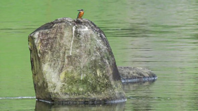 Common Kingfisher..นกกระเต็นน้อยธรรมดา