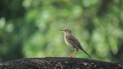 Richard’s Pipit…@11th Hole Katathong Golf Resort &amp; Spa