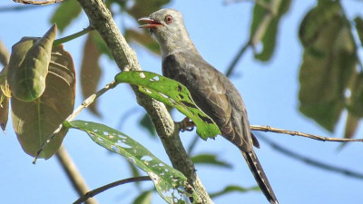 At 7 th Hole, a Plaintive Cuckoo, 40th species of birds spotted in Katathong Golf Resort &amp; Spa