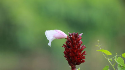 Flowers whisper ‘Beauty’ to the world,