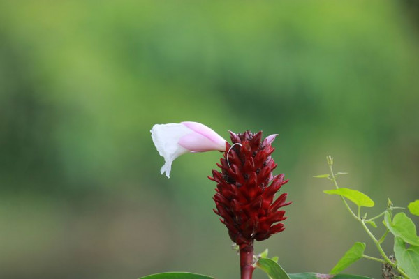 Red Mountain Golf Club Phuket Thailand flower and nature