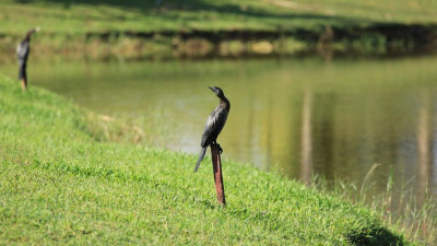 The sound of birds stops the noise in my mind