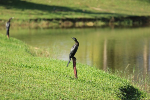 Red Mountain Golf Club Phuket Thailand wading bird nature and grass