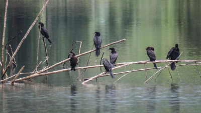 A flock of Little Cormorants enjoy and relax at a huge reservoir at Katathong Golf Resort &amp; Spa, Phang Nga.