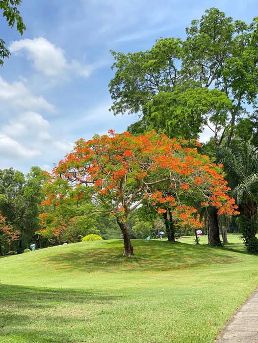 สนามกอล์ฟไดนาสตี้ แอนด์ คันทรีคลับ Dynasty Golf amp Country Club 3 people and tree
