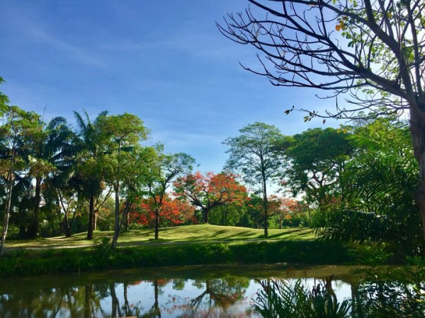 สนามกอล์ฟไดนาสตี้ แอนด์ คันทรีคลับ Dynasty Golf amp Country Club tree and grass