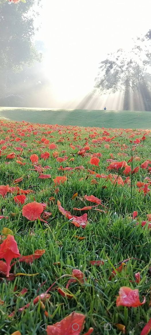 สนามกอล์ฟไดนาสตี้ แอนด์ คันทรีคลับ Dynasty Golf amp Country Club nbsp belladonna lily Indian paintbrush and grass